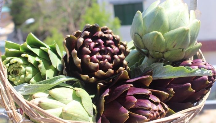 Atiso Đà Lạt còn là món quà thể hiện sự quan tâm đến sức khỏe