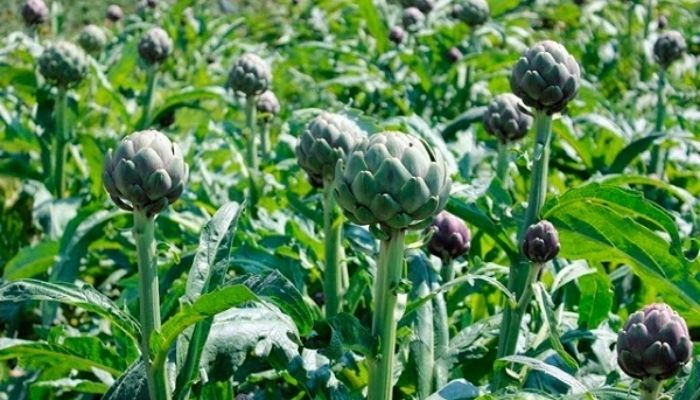 Atiso Đà Lạt được xem là một biểu tượng đặc trưng gắn liền với hình ảnh thành phố cao nguyên