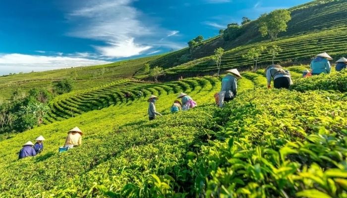 Đồi Chè Cầu Đất