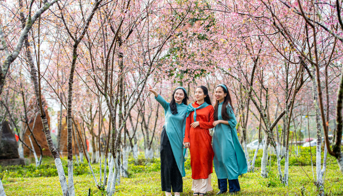 Lễ hội Hoa anh đào tại Măng Đen