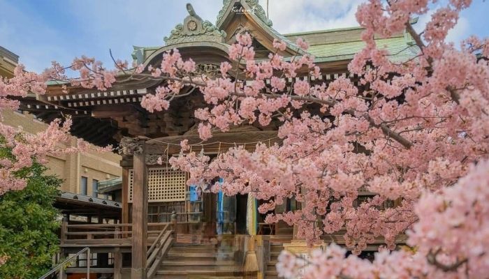 Vì sao nên chọn Tour Nhật Bản Mùa Hoa Anh Đào