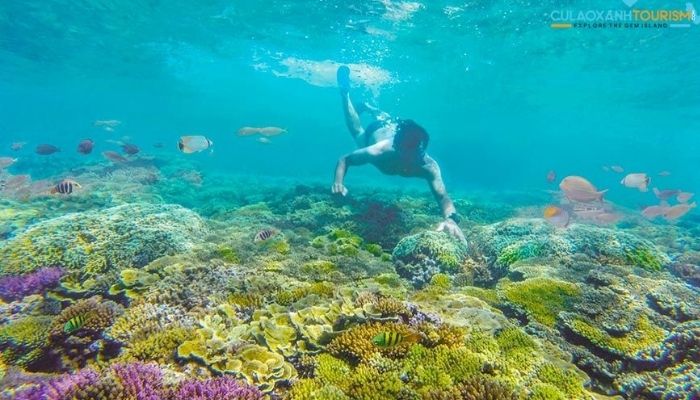 Hoạt Động lặn biển ngắm san hộ tại Quy Nhơn