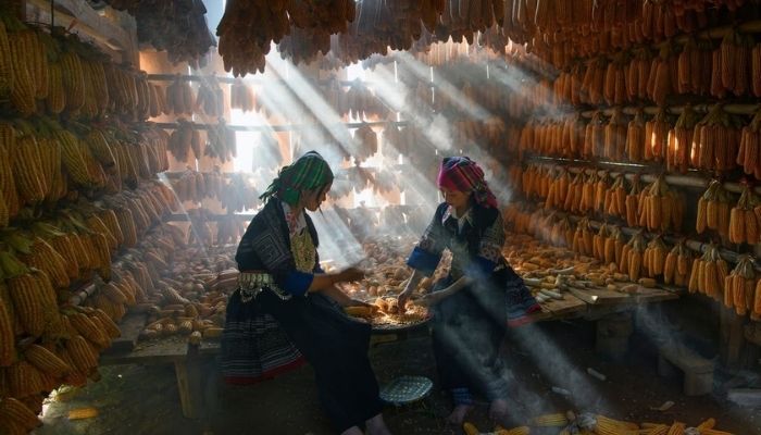 Xay ngô bằng cối đá