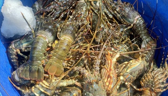 Đặc sản tôm hùm Sông Cầu