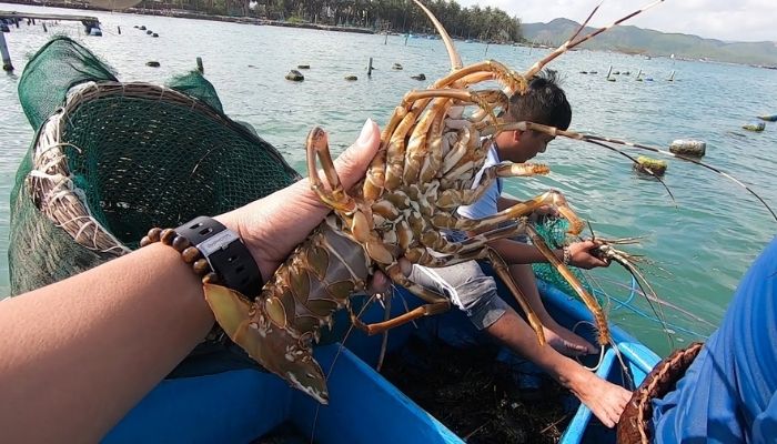 Vì sao Sông Cầu được gọi là thủ phủ tôm hùm?