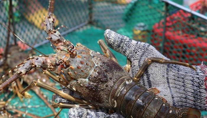 Người dân Sông Cầu đã gắn bó với nghề nuôi tôm hùm từ rất sớm