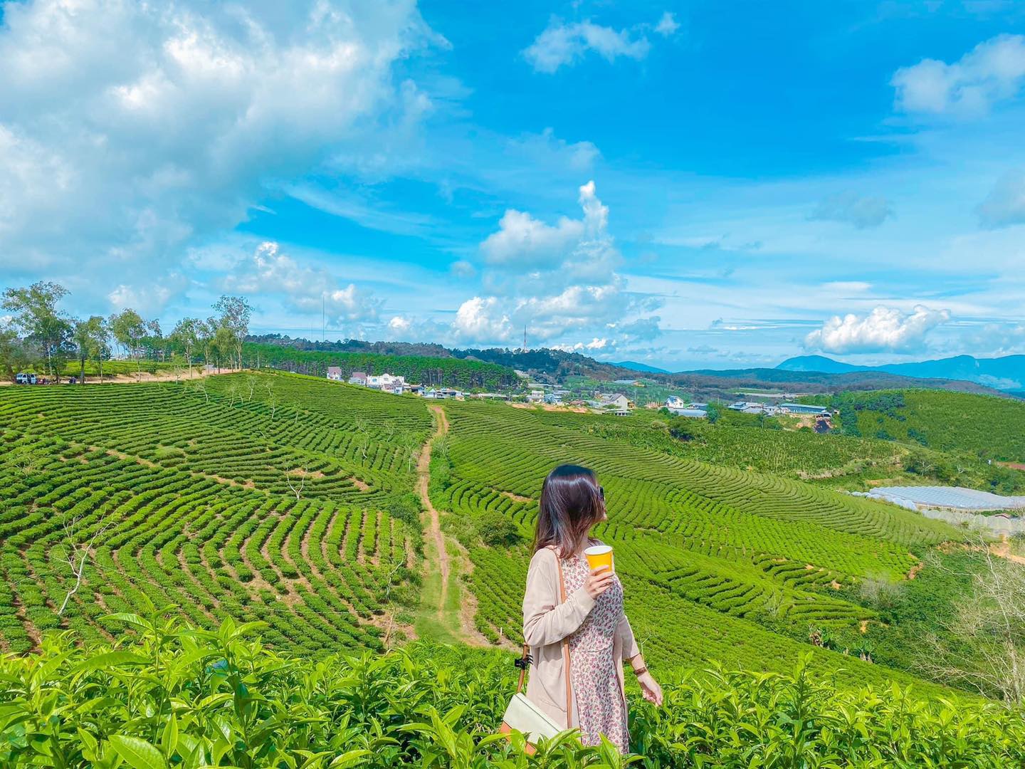 Đồi chè Cầu Đất