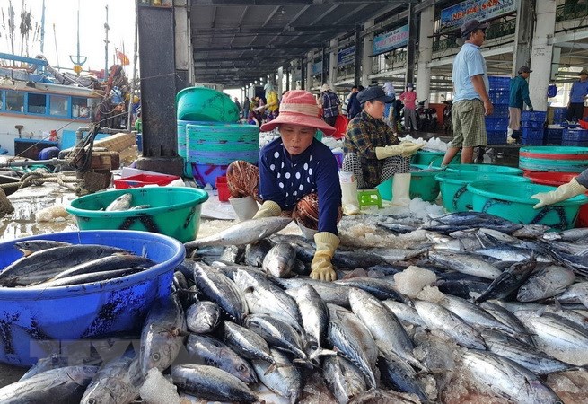 Địa điểm chợ tại cảng cá Vĩnh Trường Nha Trang
