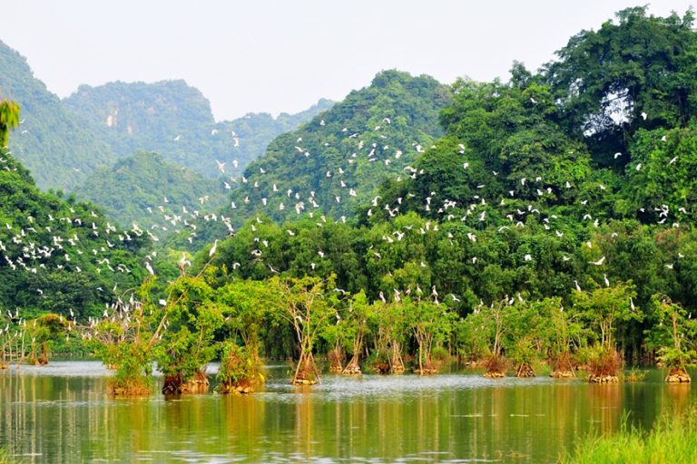Địa điểm du lịch vườn chim Thung Nham Ninh Bình