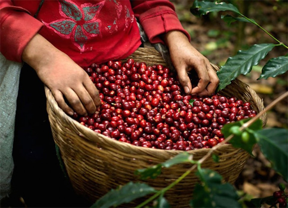 Cà phê nguyên chất