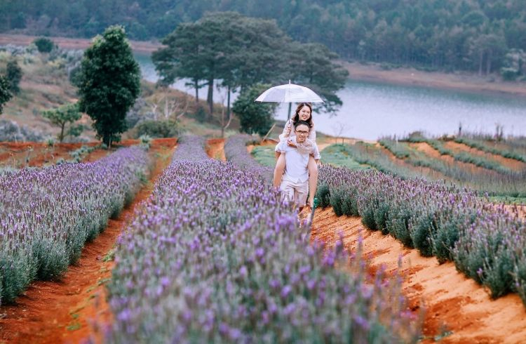 Cánh đồng hoa Lavender ở hồ Tuyền Lâm