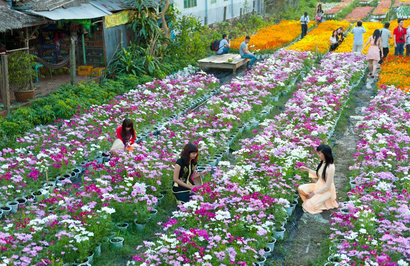 Chụp ảnh đẹp tại làng hoa Thái Phiên