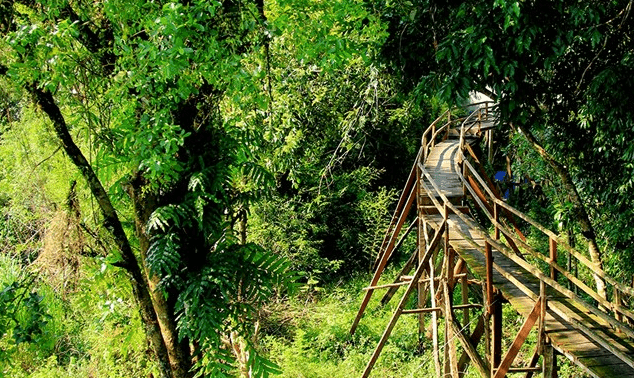 Con đường xuyên rừng Nam Cát Tiên