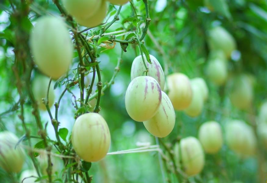 Dưa Pepino Nam Mỹ