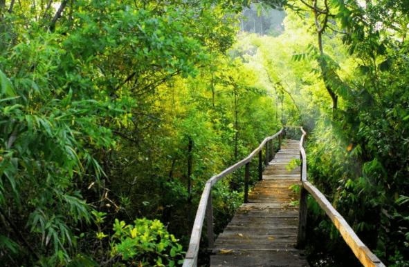Không gian cây xanh tại vườn quốc gia Cát Tiên