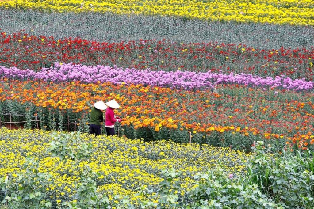 Người dân thu hoạch hoa tại làng hoa Thái Phiên