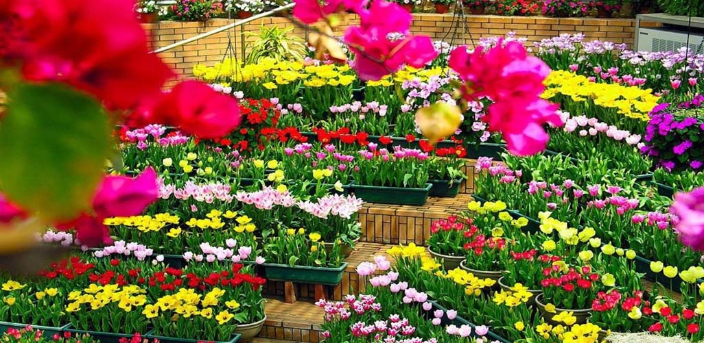 Lễ hội Festival hoa Đà Lạt đã góp phần tăng sản lượng hoa gấp 3 ...