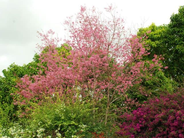 Những cây cối hoa lá tại vườn hoa Minh Tâm