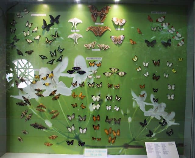 Những loài bướm được trưng bày tại bảo tàng