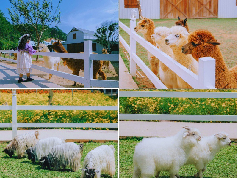 Puppy Farm Đà Lạt