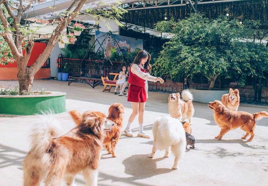 Puppy Farm Đà Lạt