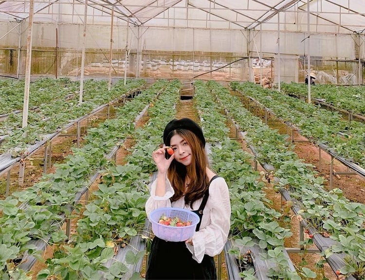 Thưởng thức nông sản ngay tại chỗ Đà Lạt