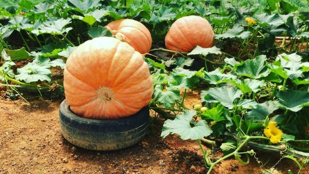 Vườn Bí Ngô Khổng Lồ Ở Đà Lạt