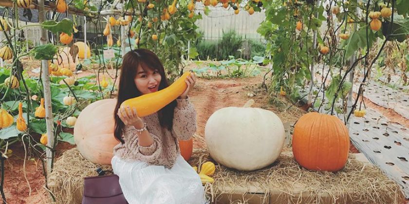 Vườn Bí Ngô Khổng Lồ Ở Đà Lạt