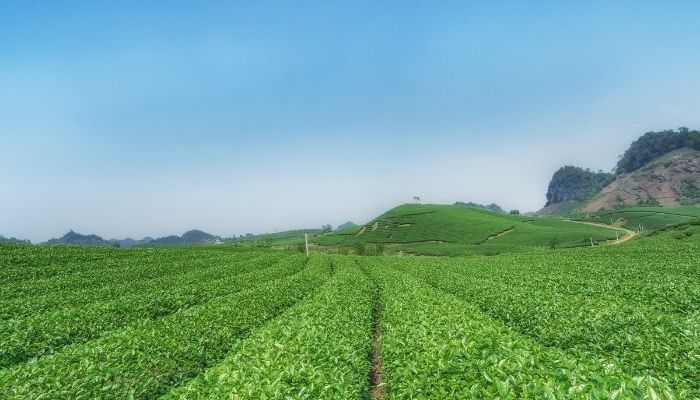 Du lịch Mộc Châu 