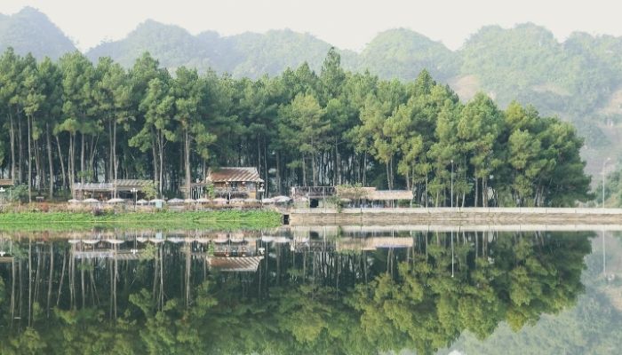 Rừng thông bản Áng