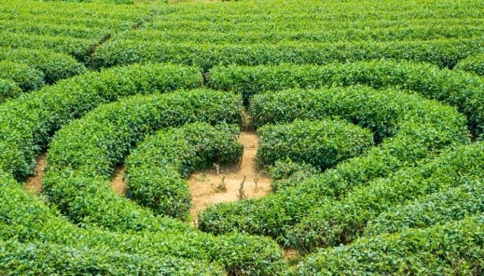 Đồi chè trái tim