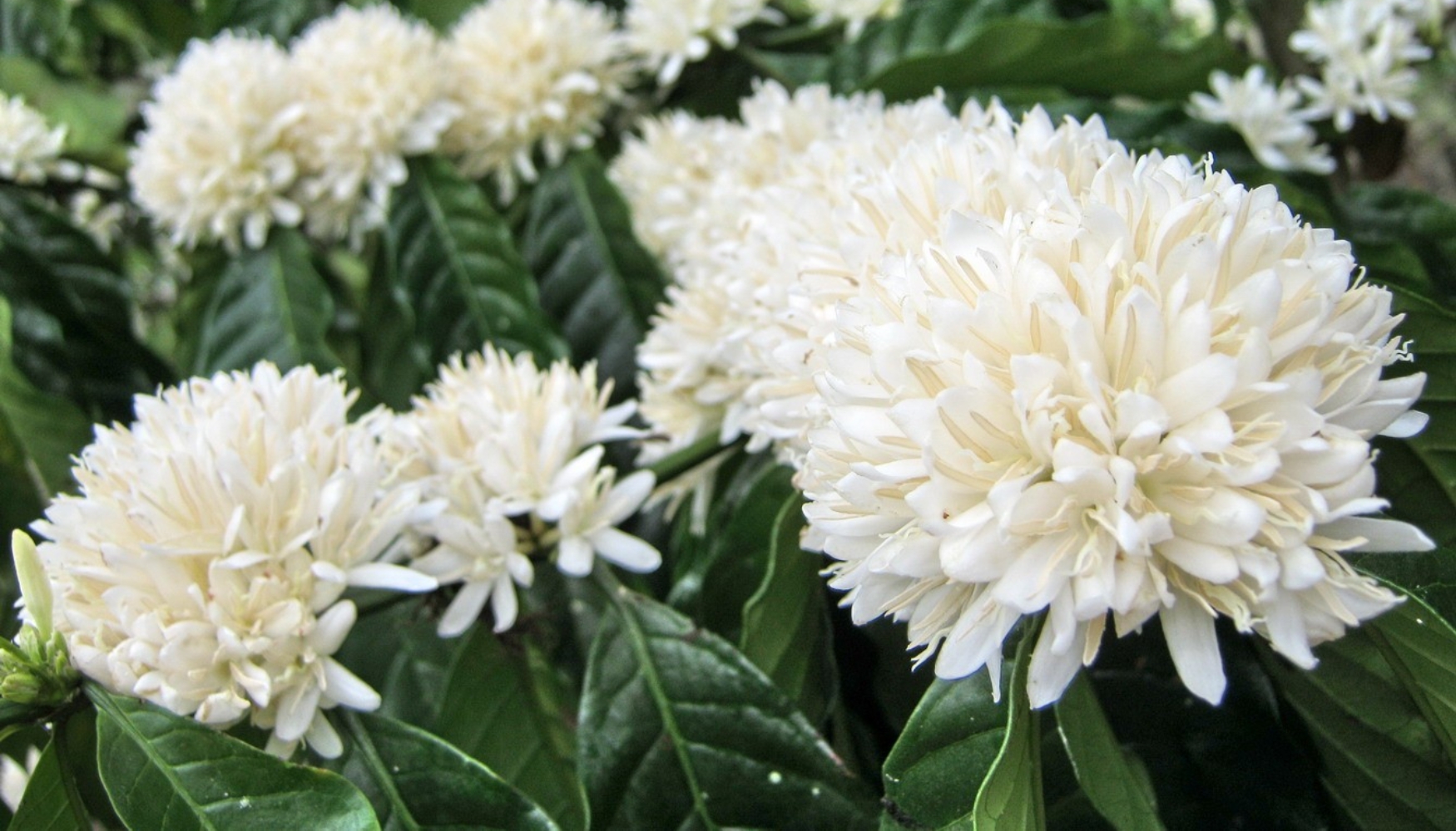  Mùa hoa cà phê ở Buôn Ma Thuột