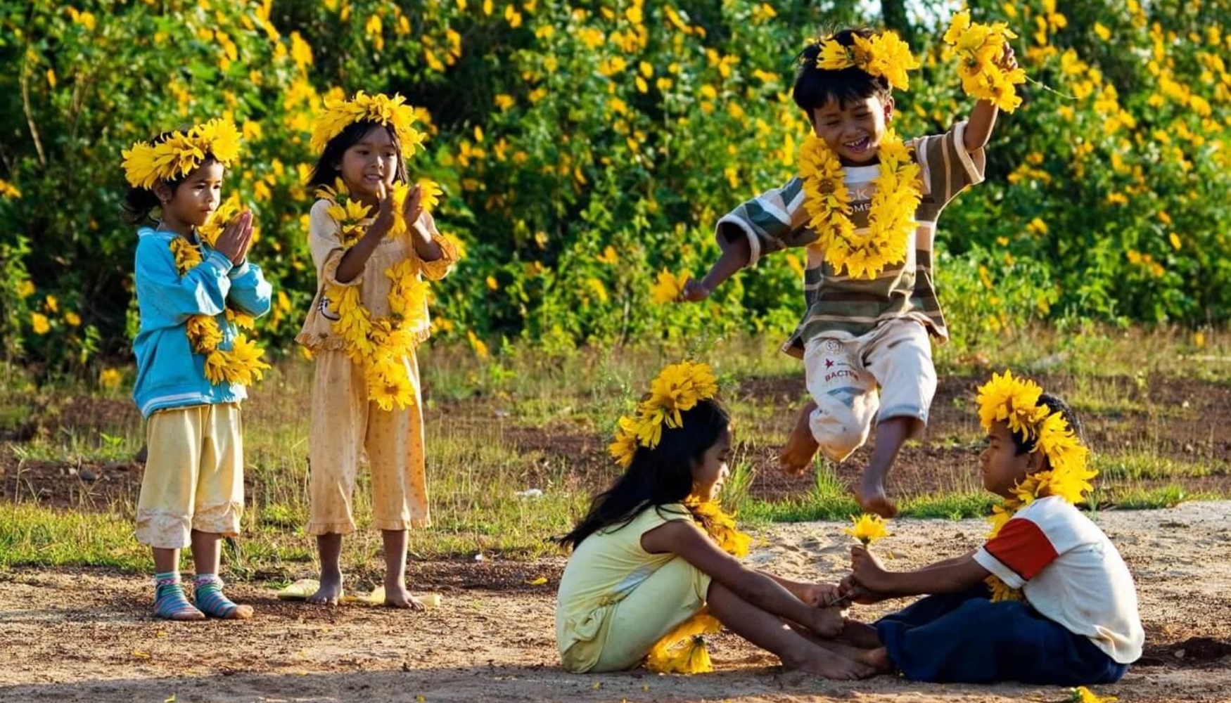 Vẻ đẹp Dã Quỳ vào mùa tại Buôn Mê Thuột