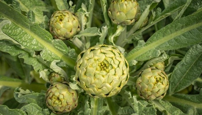 Đặc Sản Thanh Mát Atiso Đà Lạt - Không Thể Bỏ Lỡ Khi Du Lịch Thành Phố Ngàn Hoa