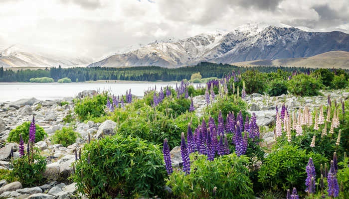 Tour du lịch new zealand
