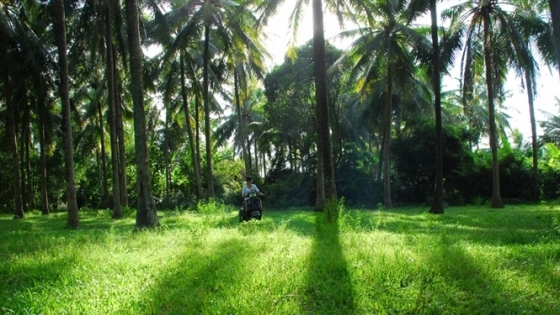 Ghé thăm rừng dừa Tam Quan - Bình Định