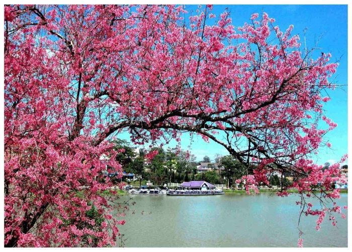 Hồ Xuân Hương - điểm đến hấp dẫn Đà Lạt - 123tadi: Chia sẻ kinh nghiệm du lịch