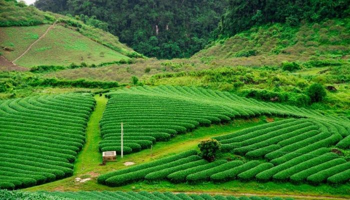 Kinh Nghiệm Du Lịch Mộc Châu Tự Túc 2025: Ăn Gì, Ở Đâu, Chơi Gì?