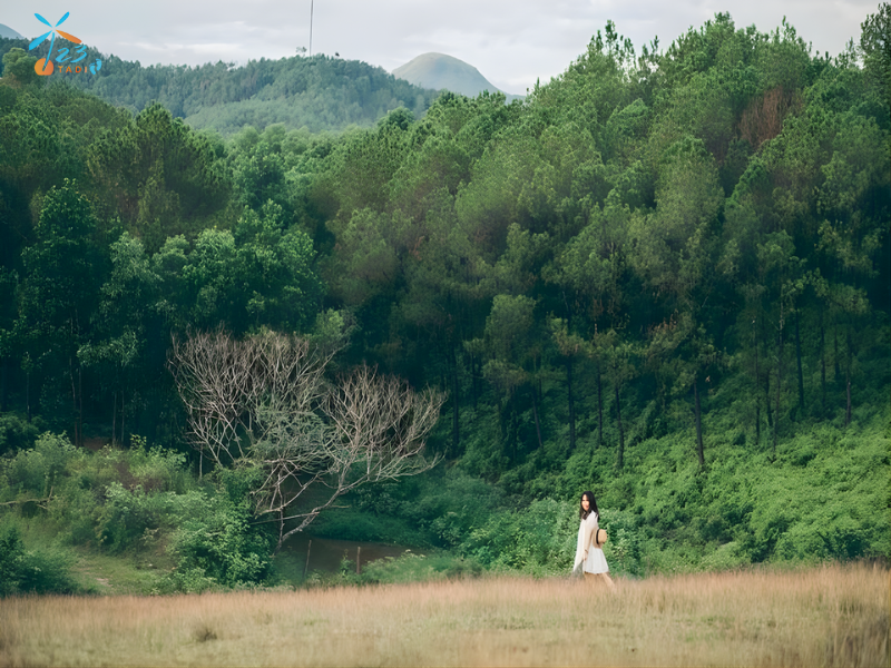 Check-in đồi Ngọc Linh cỏ lau thơ mộng tại Huế