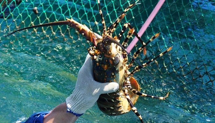 Vì Sao Sông Cầu Được Gọi Là Thủ Phủ Tôm Hùm? Lý Do Khiến Du Khách Nhất Định Phải Ghé Thăm