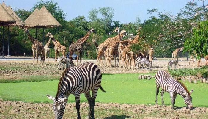 Vườn thú Lộ Thiên Saifari World Thái Lan