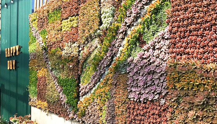 Bức tường sen là điểm nhấn mà bạn không thể bỏ qua