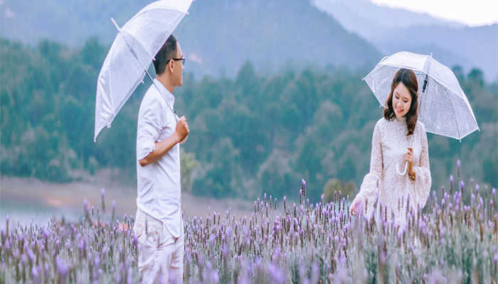  cánh đồng hoa lavender đà lạt