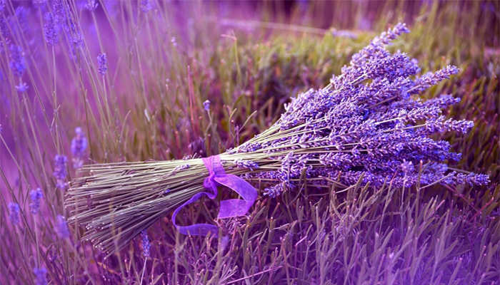  cánh đồng hoa lavender đà lạt